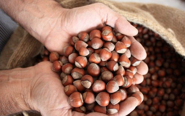 Azərbaycana məxsus 22 ton fındıq Rusiyada saxlanıldı
